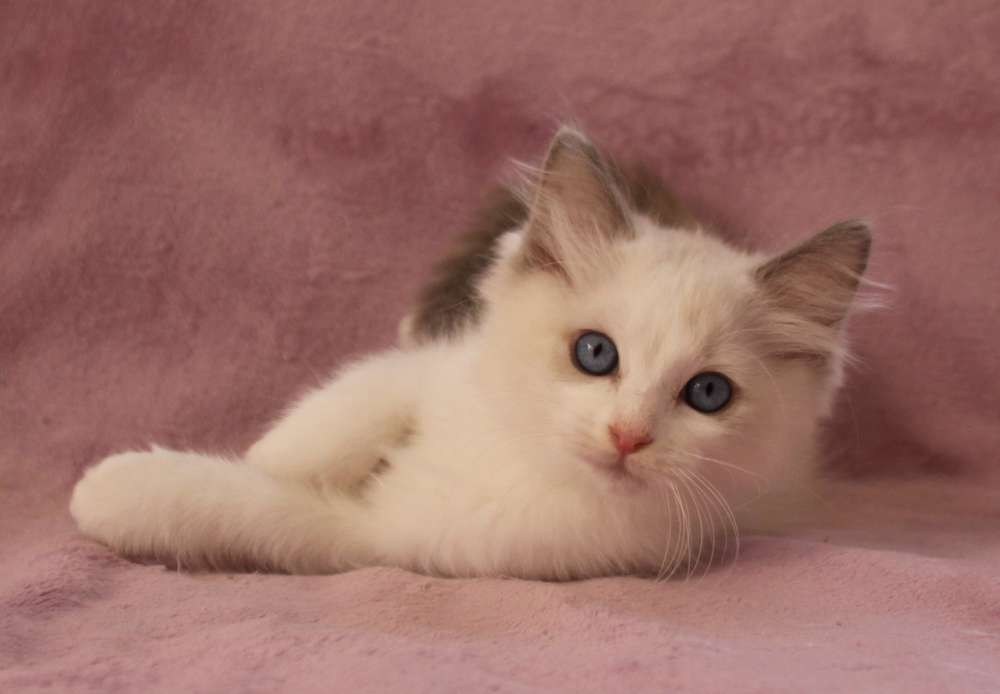 Bilbo